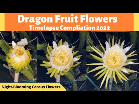 Dragon Fruit Flowers Time Lapse Compilation (2022)