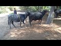 Amazing Murrah Buffalo Meeting Time And Village