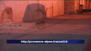 preview picture of video 'Alerte aux rats à Marseille'
