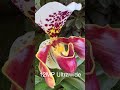 RARE TIP for iPhone 14 Pro Macro Photography