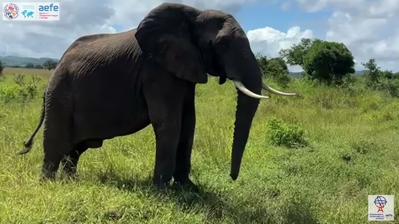 Ambassadeurs et Ambassadrices en herbe en Tanzanie