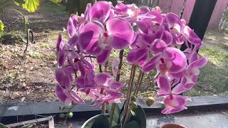 Visual comparison to living orchids