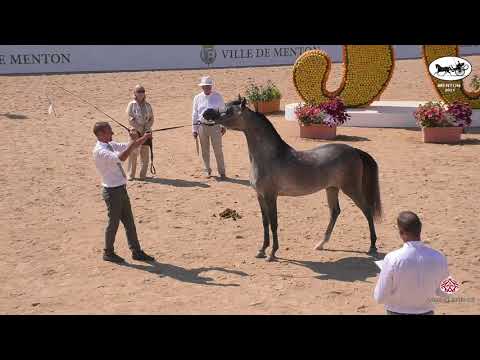 N 133 RAZEEN AL NASSER   Mediterranean and Arab Countries AHC   Menton 2021   Colts 2 Years Old Clas