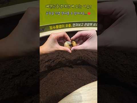 8월 15일~17일까지 예천곤충페스티벌이 열립니다