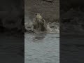 Khalnayak Tiger Vs Crocodile