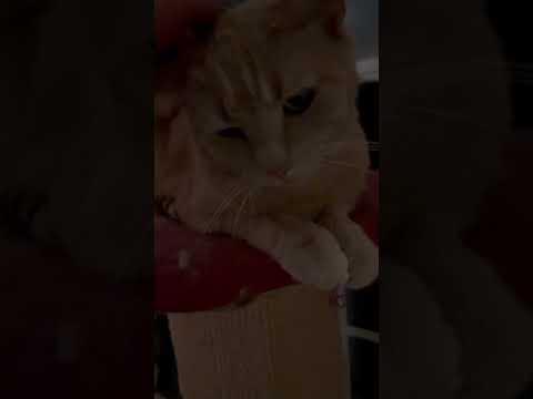 Meesha The Cutie 🥰 #cats #cat #catshorts #catvideos #kitten #animals #pets #love #shorts