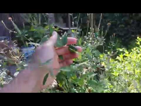 Permaculture polyculture guild in a container - YouTube