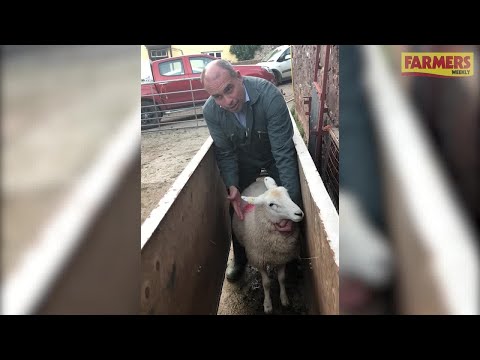 Guide to selecting lambs for slaughter
