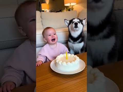 THE HUSKY JOINED IN 😂