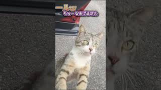 悲報！背中強打！)野良猫と遊んでみた！ちゅーるはもうあげません！