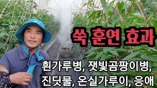 쑥 연기로 병해충 다잡아보세! 효과탁월 Drying Mugwort Smoke