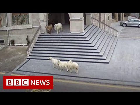 CCTVは、農場の動物が町のホールを訪れた瞬間を示しています - BBCニュース (CCTV shows the moment farm animals visited a town hall - BBC News)