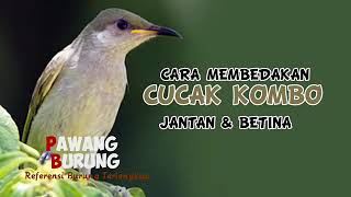 Download lagu CIRI BURUNG CUCAK KOMBO JANTAN & BETINA.mp4 mp3 Download lagu CIRI BURUNG CUCAK KOMBO JANTAN & BETINA.mp4 mp3