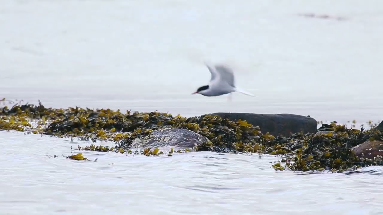 Havternen – en verdensrekordholder besøger Det Sydfynske Øhav