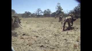 preview picture of video 'Lion Feeding Part Deux - Antelope Park, Zimbabwe'
