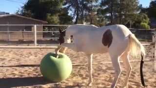 Harley vs. Jolly Ball