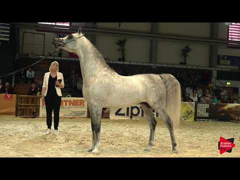 N 80 RADAD AL SHAQAB   Wels 2019   Stallions 4 to 6 years old Class 11