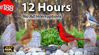 Videos for Cats 😻 Best of Uninterrupted CatTV 🐦 12 Hour Compilation Mix of Birds  @LensMyth