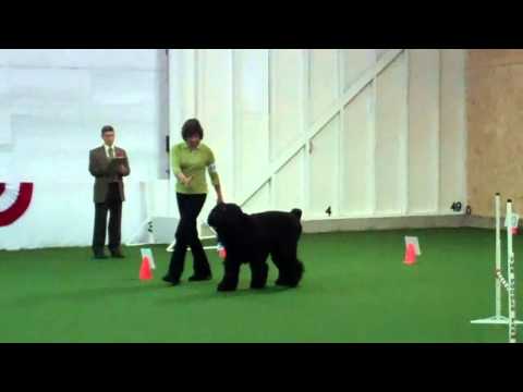 Black Russian Terrier Marley,  RE Trial  score 98 out of 100