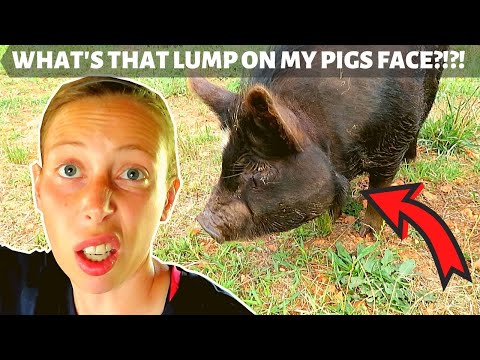 , title : 'TUMOR, ABSCESS? MY KUNEKUNE PIG HAS A LUMP ON HER FACE! DOES it HURT? WHAT the WATTLES??'