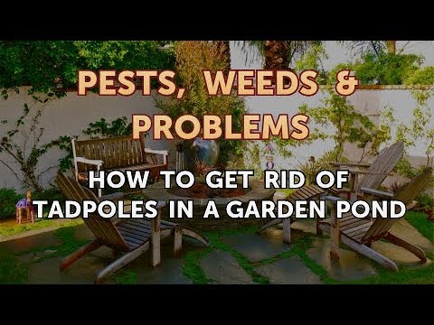 Part of a video titled How to Get Rid of Tadpoles in a Garden Pond - YouTube