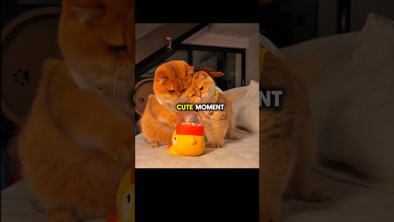 This owner had enough of his cats… so he did THIS #america #pets #love