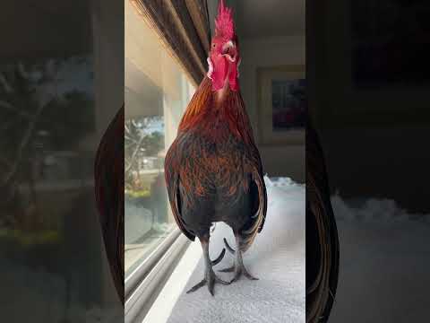 Rooster Jumps Into Couple's Truck And Goes Home With Them | The Dodo
