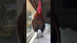 Download lagu Rooster Jumps Into Couple's Truck And Goes Home With Them | The Dodo mp3