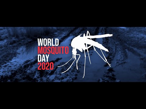 World Day Mosquito Day 2020
