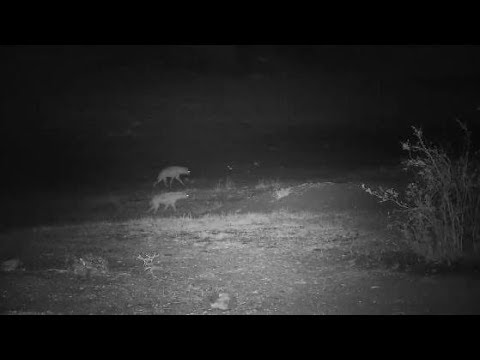 Djuma: Three Hyenas on a night time mission? - 23:12 - 11/12/19