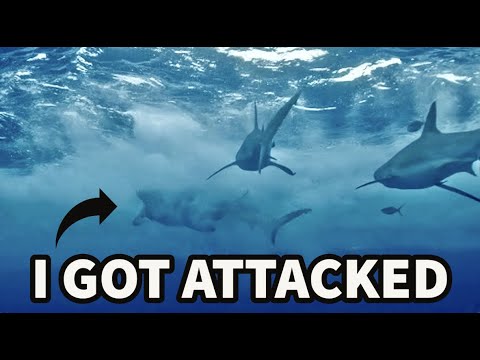 'Jackass 4' Star Reveals Shocking Shark Bite Injury That Even Skeezed Out Steve-O
