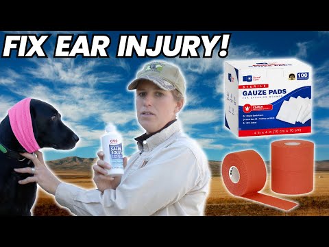 Quick and Easy Tips for Taking Care of a Dog's Torn Ear!