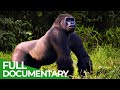 Back To Nature Wild Animals Return To Their Natural Habitat Free Documentary Nature