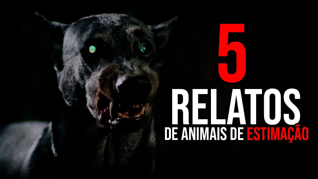 5 Relatos de animais de estimação