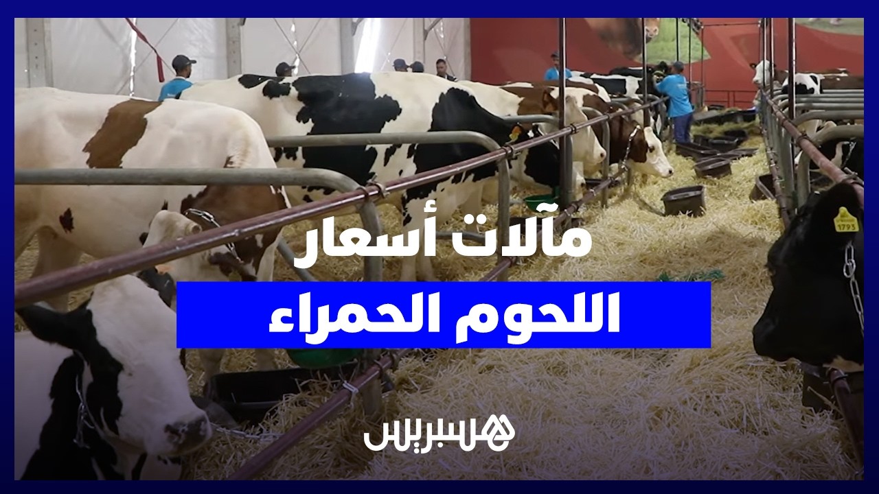 مربو "أبقار اللحم" يترقبون مآل الأسعار بعد التساقطات المطرية ويتشبّثون بجدوى التلقيح الاصطناعي thumbnail
