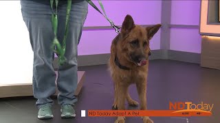 ND Today: Adopt A Pet - Grimes