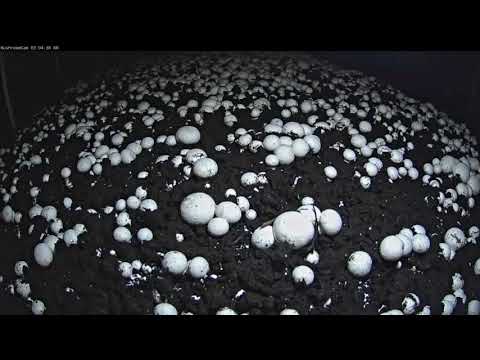 Time Lapse: Mushrooms Growing