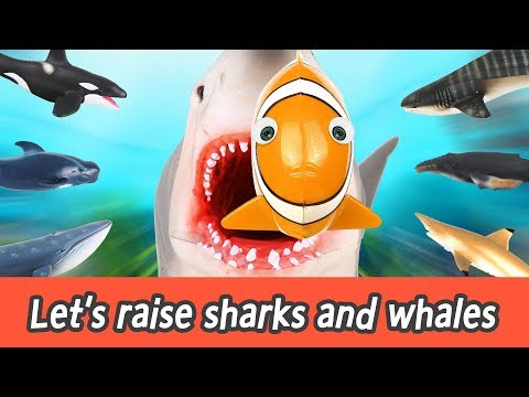 [EN] Let's raise sharks and whales! sharks and whales names for kids, coco animation ㅣCoCosToy