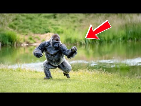 Zookeepers Catch Gorilla Dancing When No One Is Around