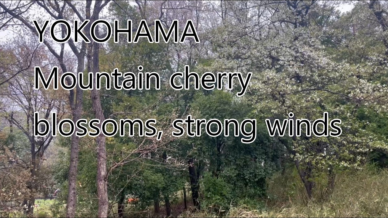 2026/03/31　横浜　山桜　風の強い日