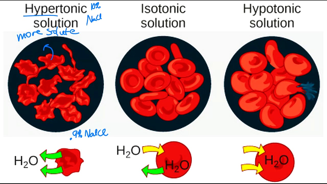Biology 1408 Exam 2 Review