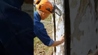 How can you calculate the age of a tree?