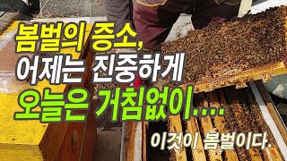 봄벌의 증소, 어제는 신중하게 천천히 오늘은 거침없이....