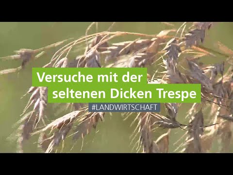 Versuche mit der seltenen "Dicken Trespe"