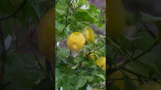 Download lagu Kapan Pemupukan Pohon Jeruk (agar Produksi Buah Maksimal) mp3