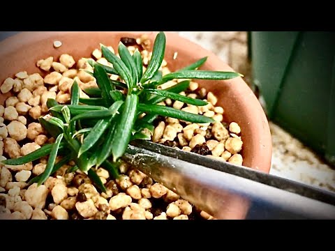 大葉石イチイ 植物