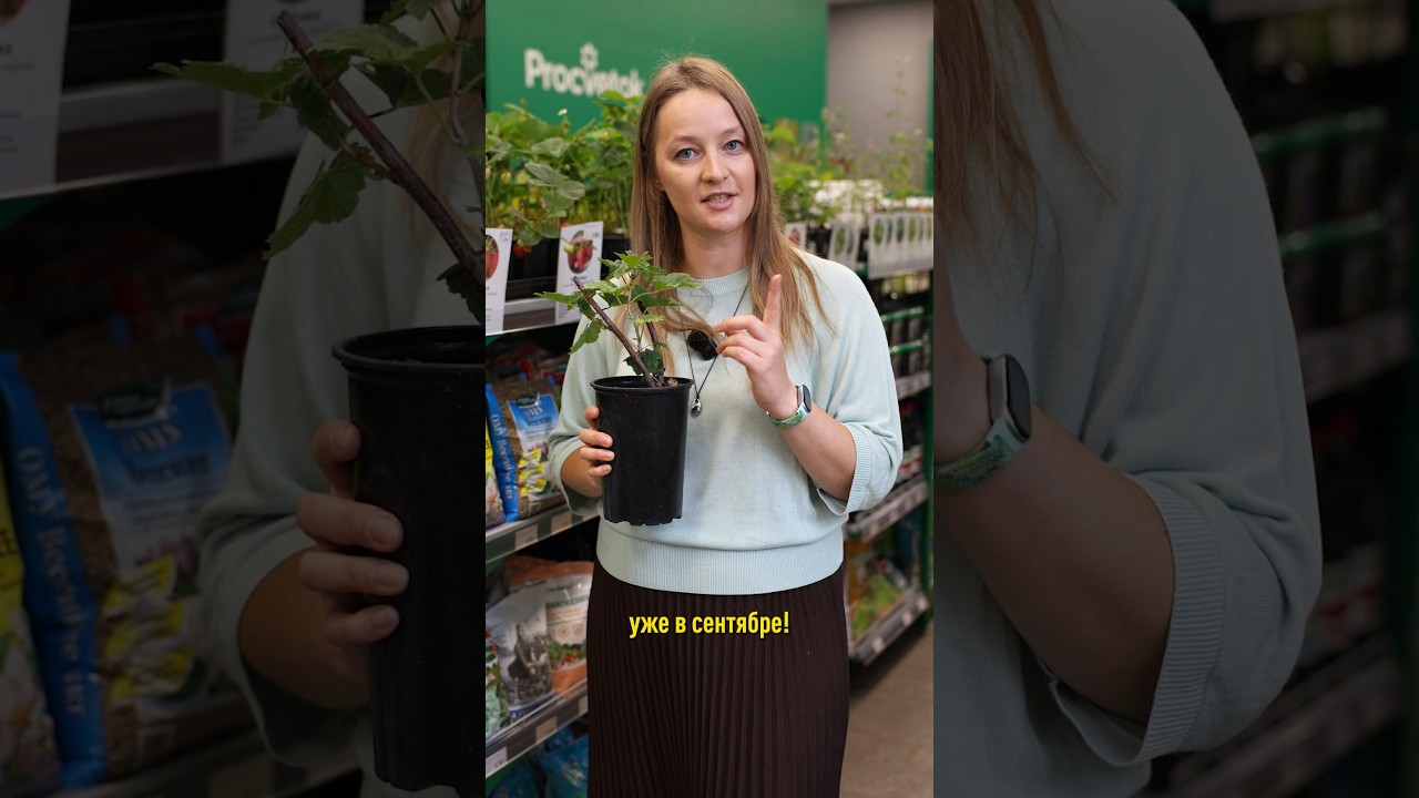 Всего одна обработка в сентябре &ndash; и смородина с крыжовником будут гнуться от ягод в следующем году!