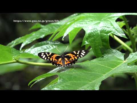 キマダラマルバネアゲハの飛翔　Pterourus zagreus