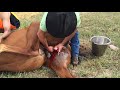 The Henderson Tool - The  Equine Castration Revolution for Some Horse Vets