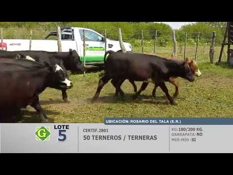 Lote 50 Terneros/as en Rosario del Tala (ER)